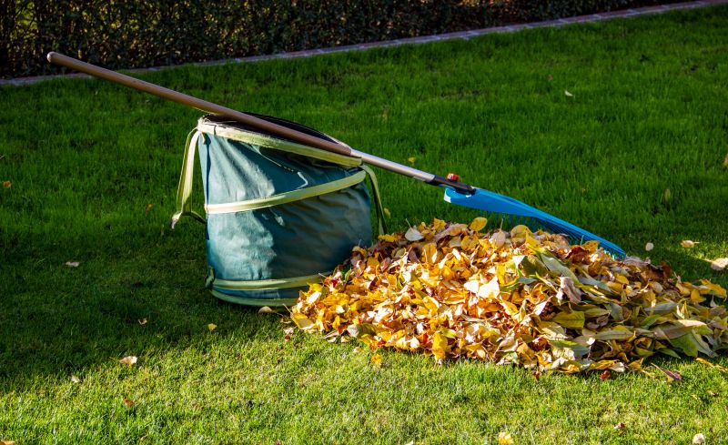 Leaf Clean Up