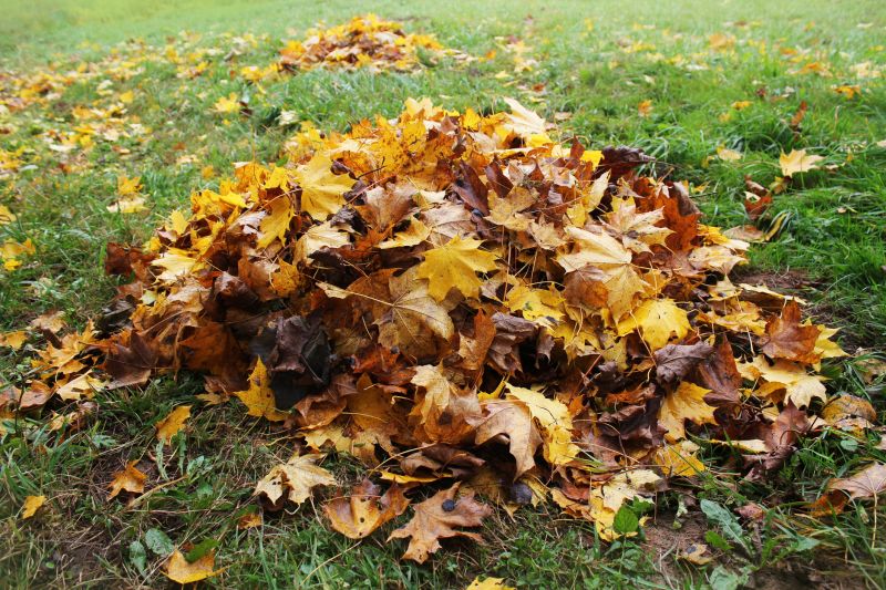 Accumulated Leaves in Autumn