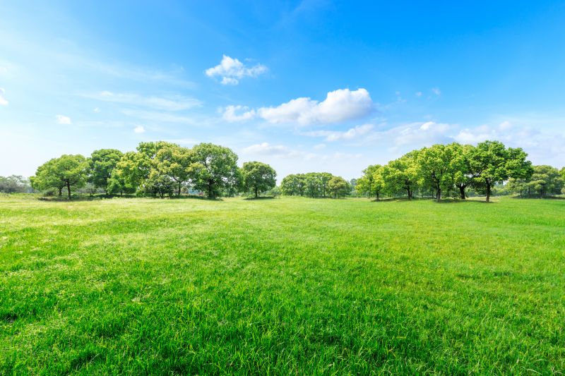 Landscaping Cleanup Service in Ventura County, CA